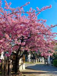 【新宿下落合氷川神社/東京都】歴史深い神社と河津桜
