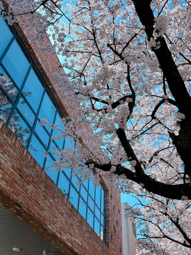 봄이되면 제주에서 가장먼저 가야하는 곳🌸