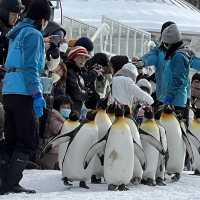 Asahiyama Zoo with King Penguins parade 