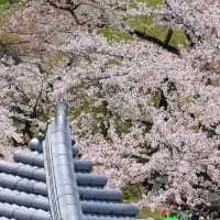 滋賀県の桜🌸彦根城