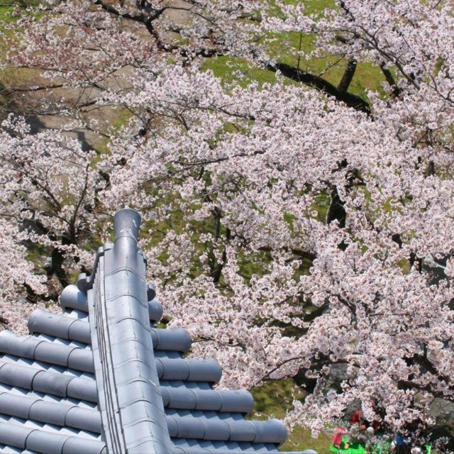 滋賀県の桜🌸彦根城