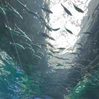 「倫敦海洋生物水族館」：驚嘆景點，深入瞭解海洋生物