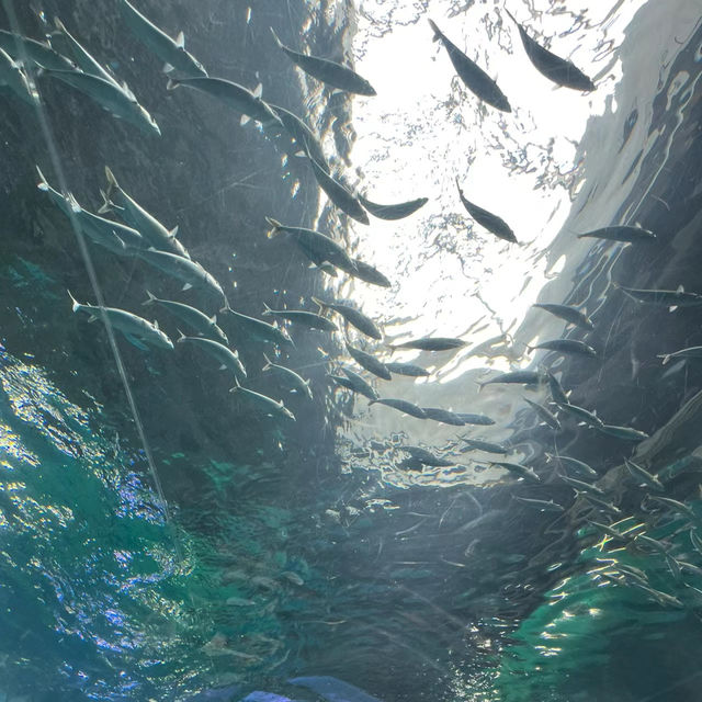 「倫敦海洋生物水族館」：驚嘆景點，深入瞭解海洋生物