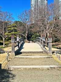 【東京|新橋】春を楽しむ菜の花畑🌼
