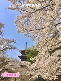 【島根　安来】　桜も綺麗な島根の清水寺