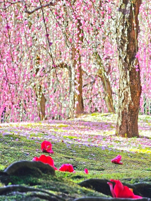 【京都/死ぬまでに1度は見たい絶景】城南宮、梅祭り🏮平日も開門前から込み合う超人気スポット