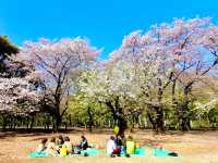 Cherry Blossoms Garden 