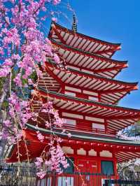 【山梨・桜】海外からも大絶賛✨「the 日本の絶景」が見られる桜のスポット🌸🇯🇵