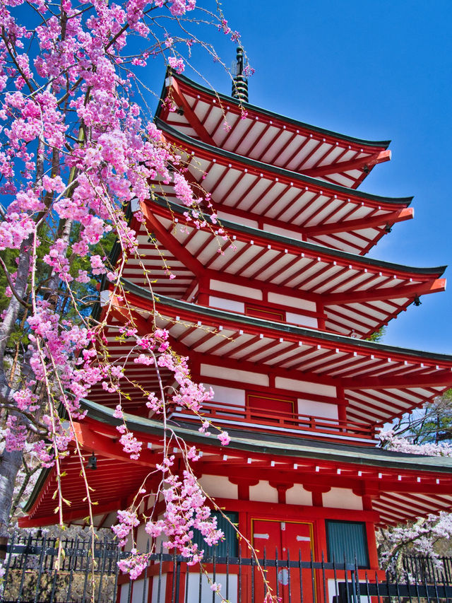 【山梨・桜】海外からも大絶賛✨「the 日本の絶景」が見られる桜のスポット🌸🇯🇵
