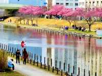 former Nakagawa Kawazu Cherry blossom