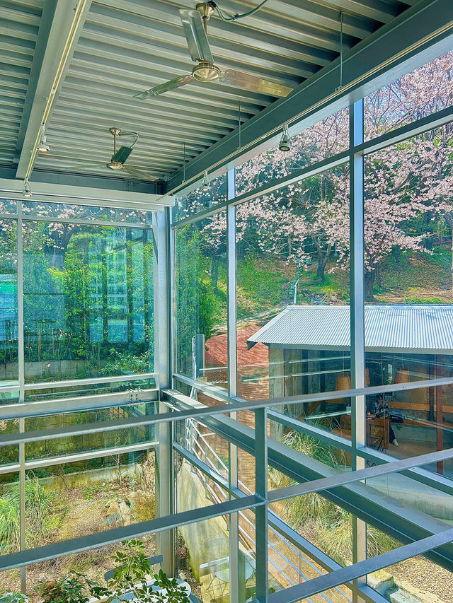 현시각 부산 사람 없는 벚꽃 대형카페