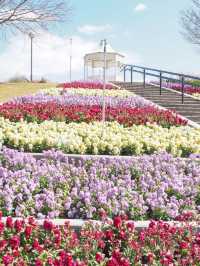 【淡路島】春を先取りしちゃう花畑へ🌼🌸🌷