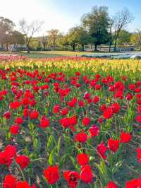 【大阪】春満開！！旬のお花が楽しめる公園