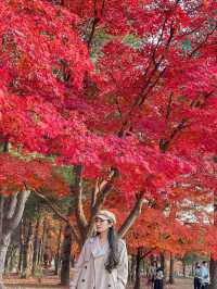 Autumn in Nami Island 🍂 