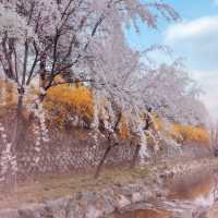 Seoul Cherry Blossoms:Seoul National Cemetery