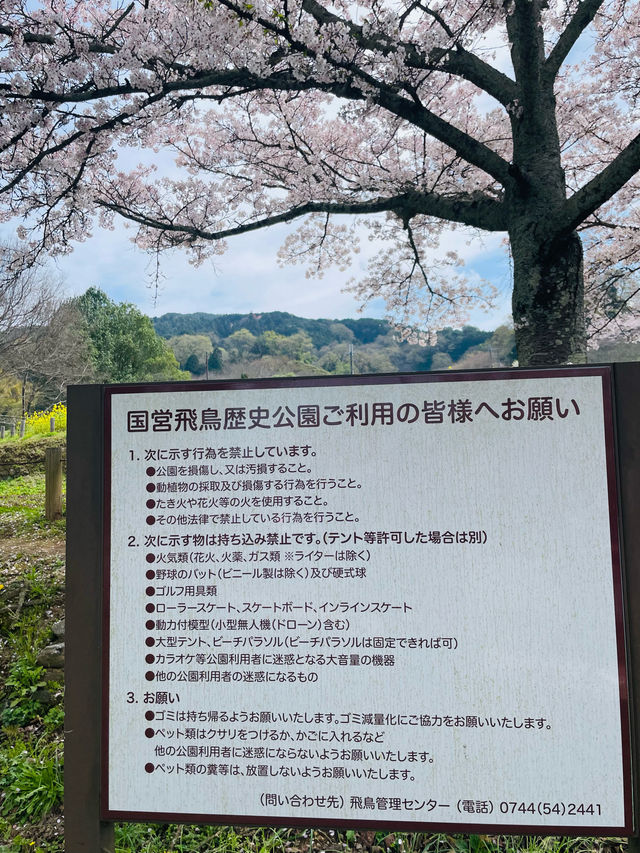 【奈良県】桜が美しい春の国営飛鳥歴史公園