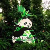 Panda-Monium In The Best Way Possible 