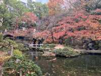 博多のオアシス　紅葉は楽水園🍁