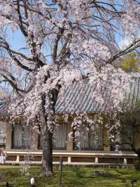 【絶対に見ておきたい桜】京都でいち早く見頃を迎えるスポット