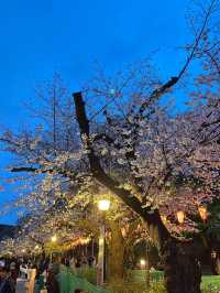 🌸2024【東京】上野恩賜公園：櫻花季，豐富文化體驗