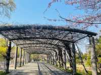 【札幌】中島公園：🌸櫻花盛開，春天舒適寧靜