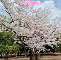 Cherry 🌺 Blossom 🌸 Bliss in Japan 🇯🇵🤩⭐️!