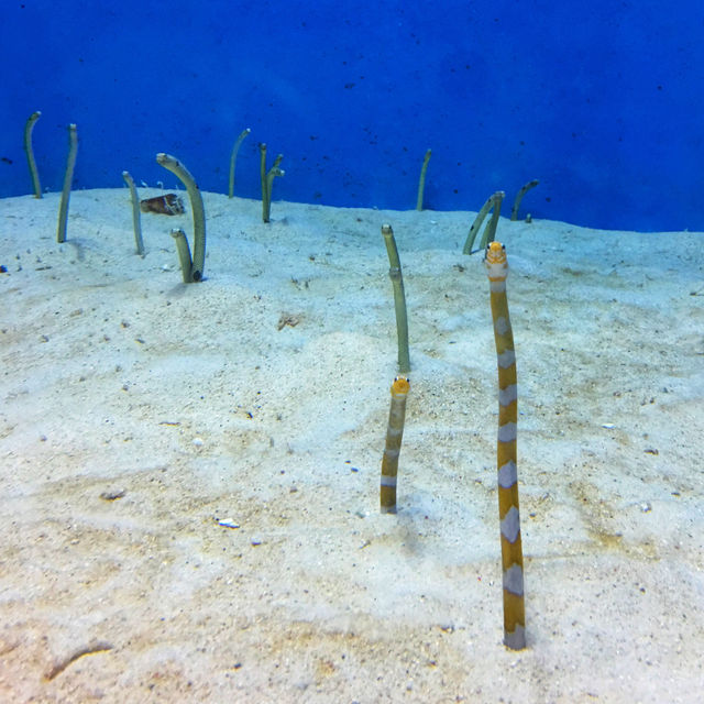 沖縄の美ら海水族館