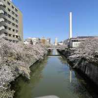 【東京市區】目黑川櫻花賞，寫意舒適