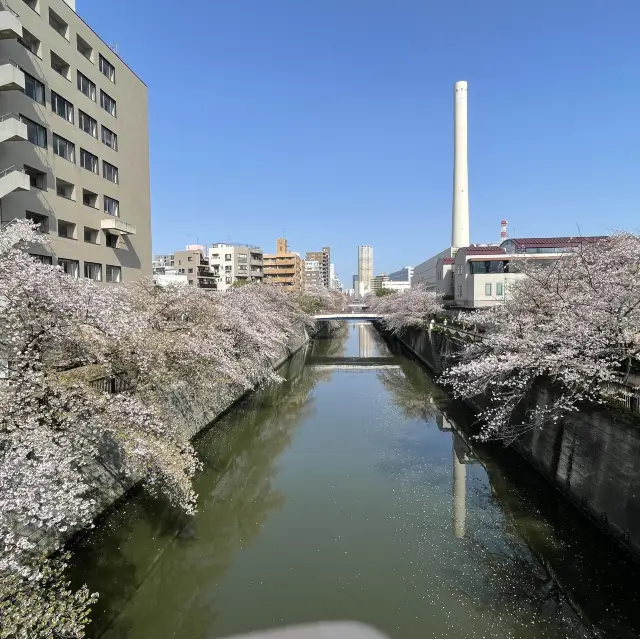 【Tokyo City】Meguro River Cherry Blossom Viewing, Leisurely and Comfortable.