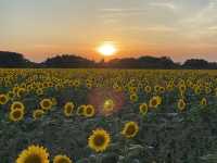 圧巻のひまわり畑🌻