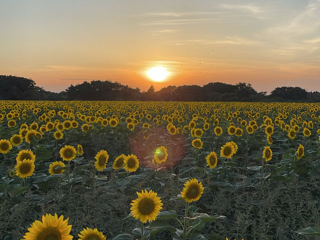 圧巻のひまわり畑🌻