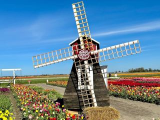 Tulip Experience Amsterdam