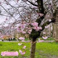 ❣️🌸St James Park London Cherry Blossoms