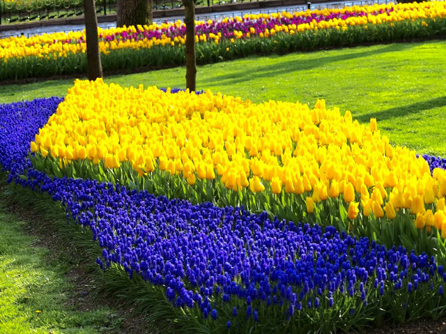 Emirgan Tulip Garden