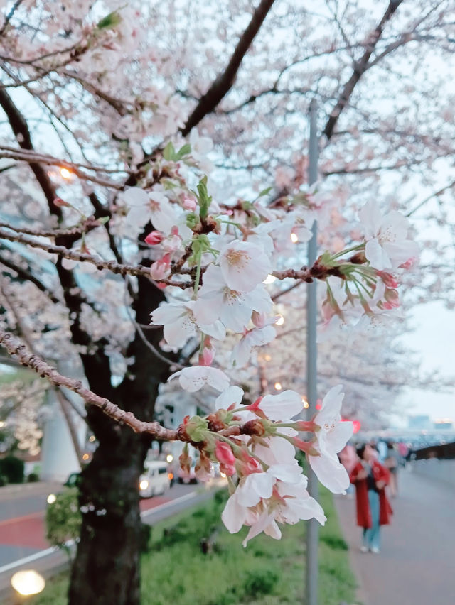 【東京】隅田公園：櫻花季節，賞櫻、參觀淺草寺和晴空塔的絕佳選擇