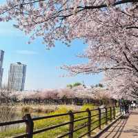 오송 호수공원