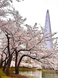 【韓国・蚕室】ソウルの桜の名所・石村湖で見る桜