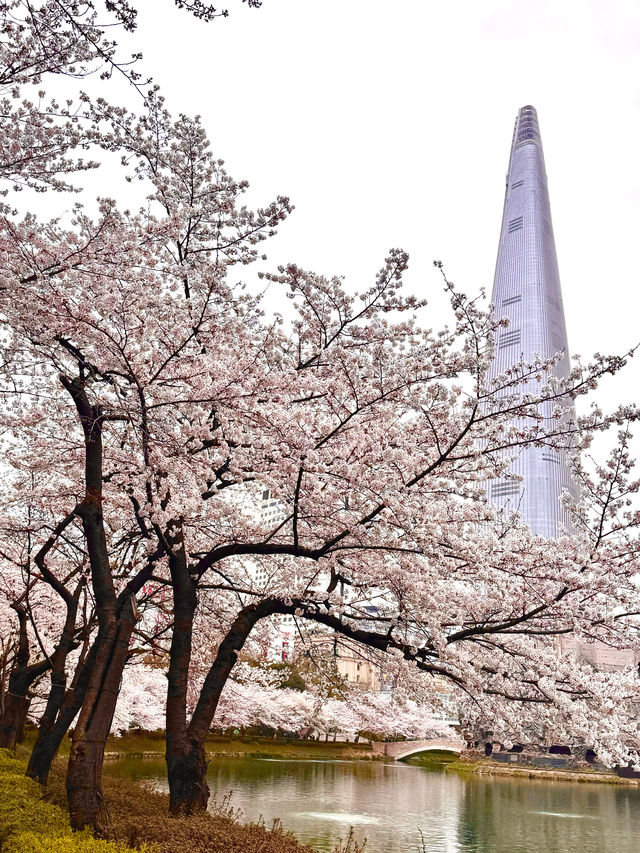 【韓国・蚕室】ソウルの桜の名所・石村湖で見る桜