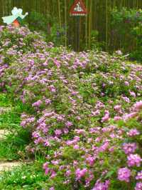 The sea of lavender flowers 🌹🌼🇹🇼