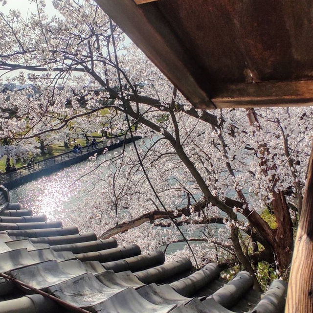 Blooming season along Meguro 