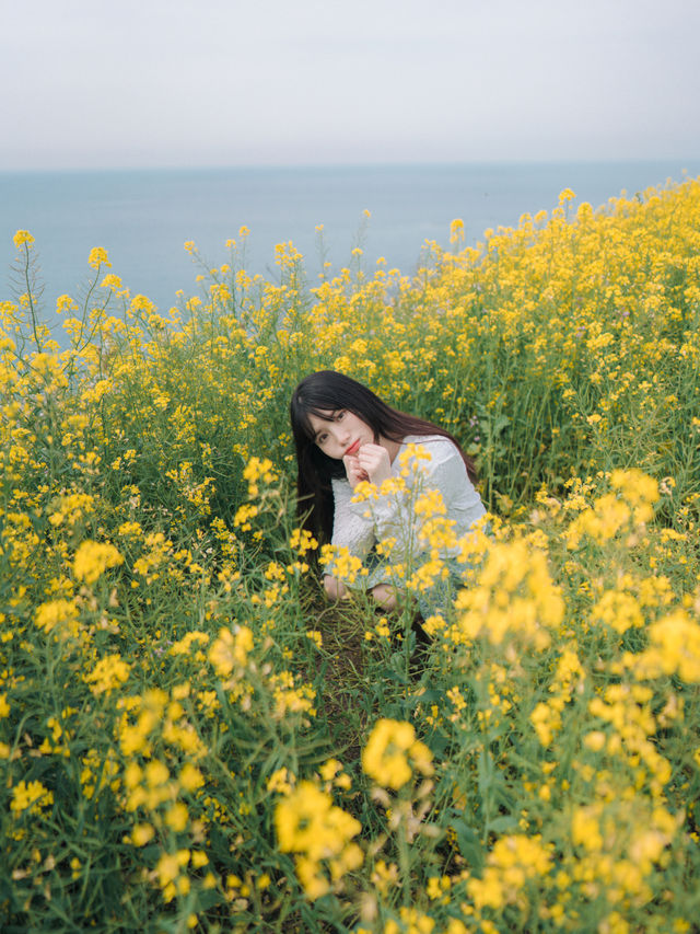 🇰🇷濟州島|必去景點「咸德海水浴場」果凍海配上油菜花！夢幻組合！