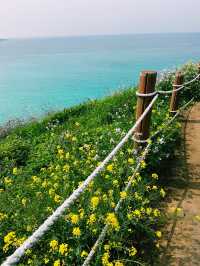 🇰🇷濟州島|必去景點「咸德海水浴場」果凍海配上油菜花！夢幻組合！