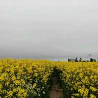 Canola field