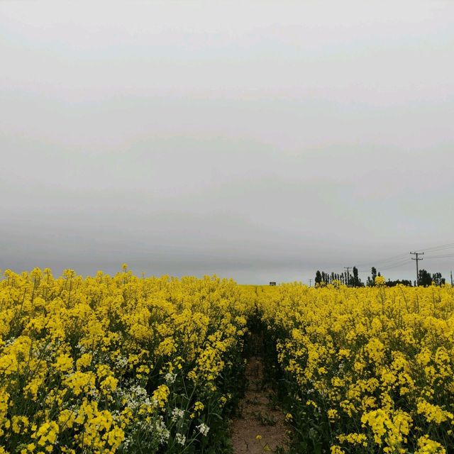 Canola field