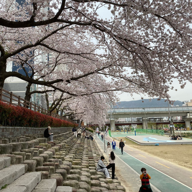 Oncheoncheon Citizens Park จุดชมซากุระสวยในปูซาน