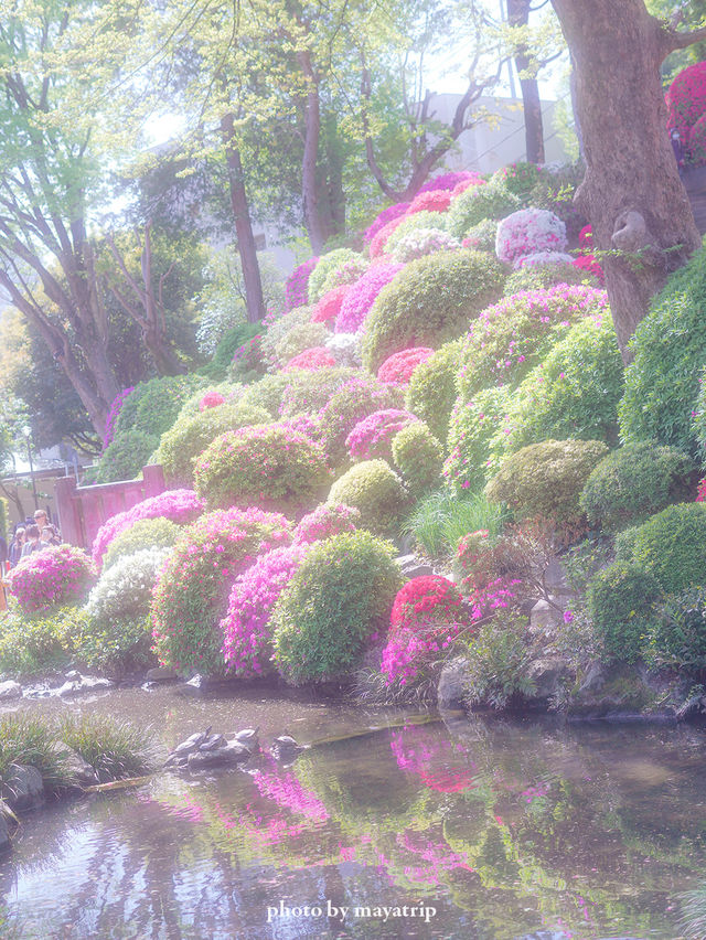 【東京】鮮やかでまぶしいつつじまつり