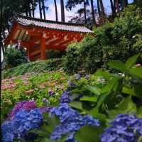 【福岡景點】星之花公園～漫步賞景