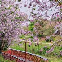 澳門花城公園：自然禪境～漫步放鬆