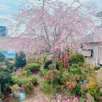 枝垂れ桜のお花見