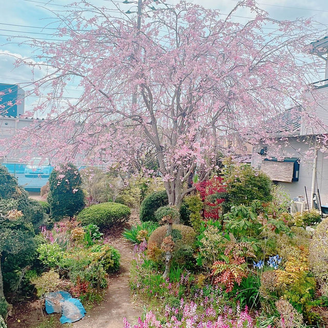 枝垂れ桜のお花見